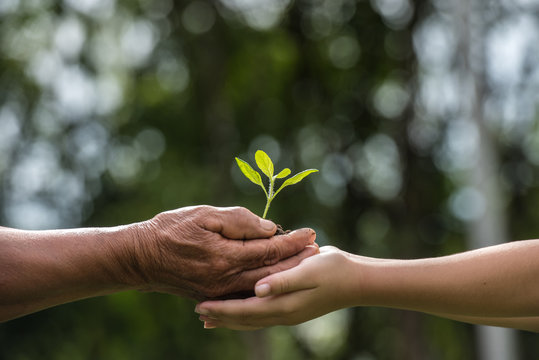 Two Hands Holding Together A Green Young Plant. World Environment Day And Sustainable Environment In Elderly People And Children's Volunteer Hands. Ecology Concept