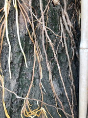 Bark and roots of an old tree background.