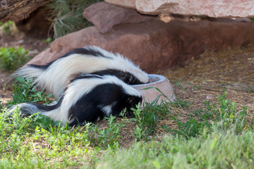 Naklejka premium Two Skunks Eating