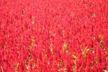 Beautiful red flower field full of beauty
