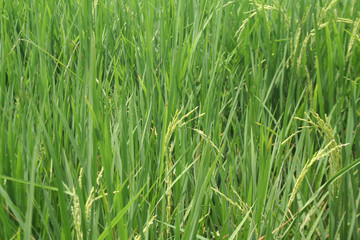 Green rice plant full of rice