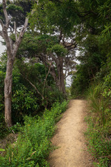 Fototapeta na wymiar View of hiking trail in dense forest at Karekare