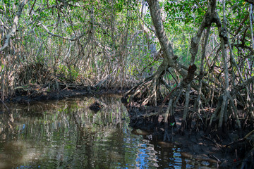 El principal lugar para visitar en Tecolutla Veracuz, México, son los manglares y pantanos, mostrando las grandes raíces de los árboles fuera del agua
