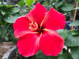 Red Hibiscus in the nature. Selective focus.