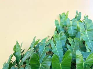 Green leaf on yellow background