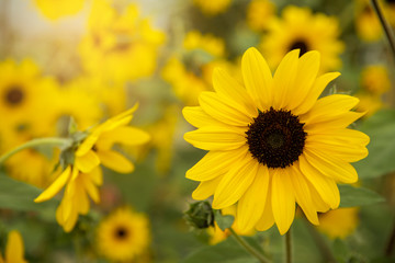 Sunflower natural background. Sunflower blooming.