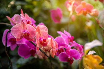 pink Phalaenopsis or Moth dendrobium Orchid flower in winter or spring day tropical garden Floral...