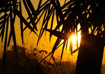  Beautiful silhouette sunset view