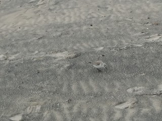 Sandpiper on the Beach