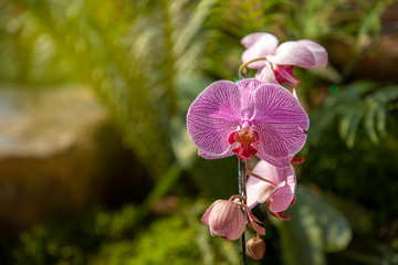 pink Phalaenopsis or Moth dendrobium Orchid flower in winter or spring day tropical garden Floral...