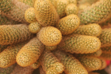 Close-up photos of flowers