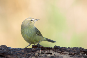 Orange crowned warbler perched on a branch on a home backyard feeder