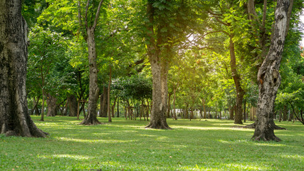 Fototapeta na wymiar Group of greenery trees in a smooth green grass lawn in good care maintenance garden in the park