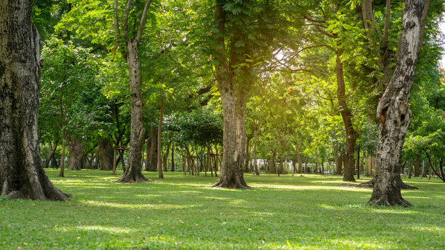 Group of greenery  trees in a smooth green grass lawn in good care maintenance garden in the park