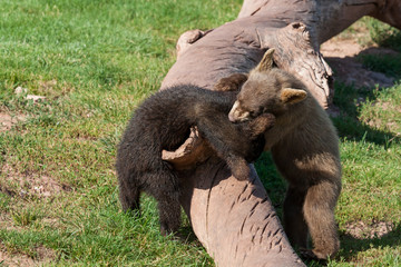 Playing Baby Bears