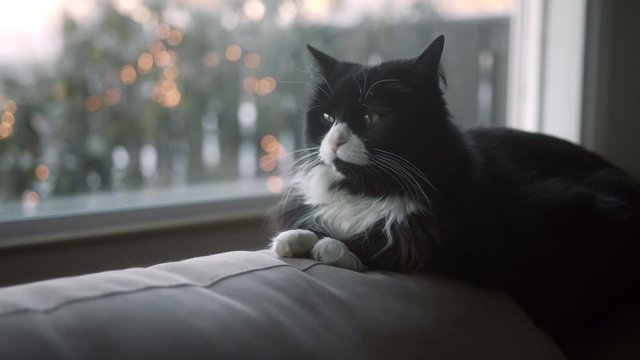 Cozy cat laying on the couch by the window christmas light in background giving off a typical christmas morning vibe