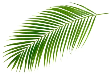 Fototapeten Green leaf  of palm isolated on white background © Suraphol