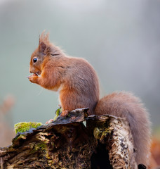 Red Squirrel