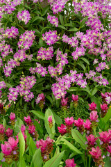 Bunches of purple petals Dendrobium hybrid orchid blossom on green leaves and purple Siam tulip or Sumer tulips