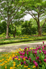 Flowering plant blossom in garden, Pink Siam tulip or Summer tulips and colorful flower blooming under greenery trees, the walkway in the middle