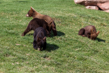Baby Bears in the Sunshine