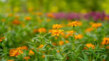 Field of yellow and orange petals of Narrowleaf Zinnia blooming on small bud and green leaves, know as Classic Zinnia is an annual flowering plant in Asteraceae family, selective focus image