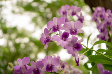 Obraz premium Bunches of purple petals Dendrobium hybrid orchid blossom on dark green leaves blurry background