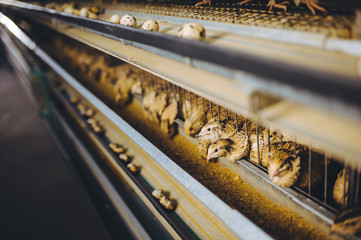 quail bird farm egg cage organic animal poultry