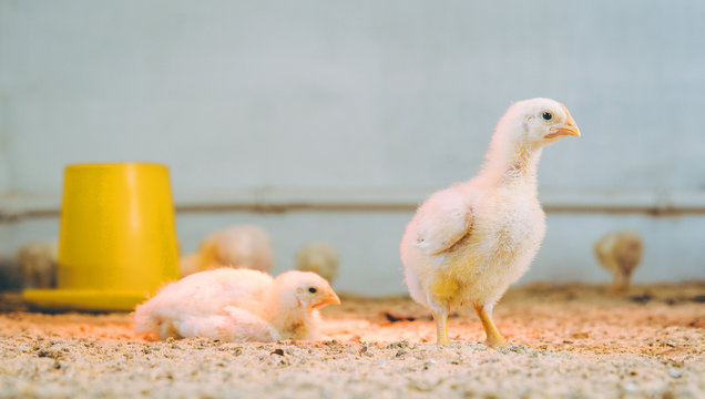 little small broiler poultry white chick bird