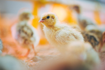 little small quail poultry white chick bird