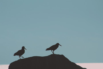 seagulls on beach at sunset