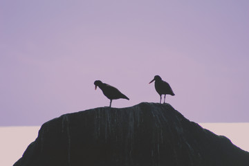 silhouette of bird on background of sunset