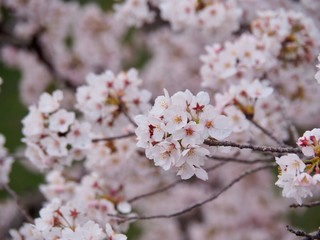 満開の桜