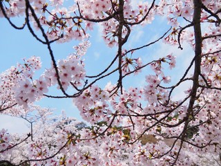 Fototapeta premium 青空と桜