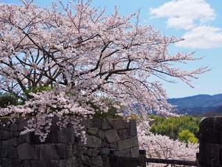 篠山城跡の満開の桜