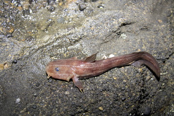 ゴンズイ　毒魚