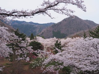 満開の桜　〜大野ダム〜
