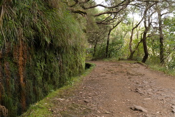 Landscape of madeira island - levada path, trekking outdoor