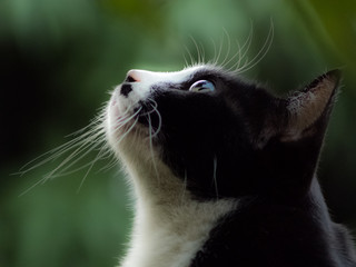 In the green garden behind a black dark silhouette and white cat looking up at the sky with its two eyes.Lovingly