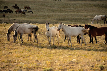 Wild Horse Herd