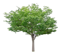 Fototapeta na wymiar Single green tree isolated, an evergreen leaves plant die cut on white background with clipping path