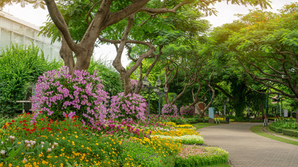 Orchids garden in a park, Pink Dendrobium hybrid orchid blossom on the trees, pink Siam tulip or Summer tulips and flowering plant blooming beside a walkway grey pavement