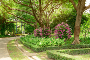 Orchids garden in a park, Pink Dendrobium hybrid orchid blossom on the trees, pink Siam tulip or Summer tulips and flowering plant blooming beside a walkway grey pavement under shading