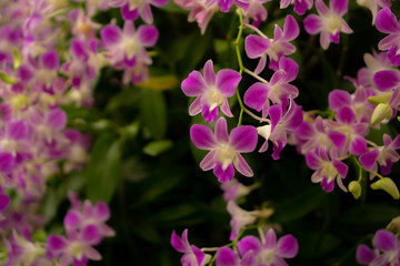 Fototapeta na wymiar Orchids garden, bunches of pink petals Dendrobium hybrid orchid blossom on dark green leaves blurry background