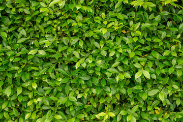 Obraz premium Green leaf wall of Ficus shrub plant, closeup image for greenery background