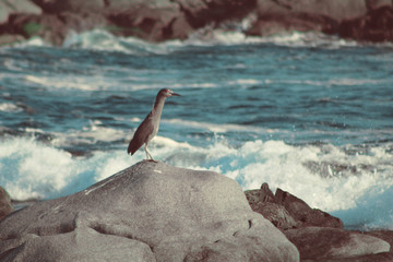 sea bird on a rock 