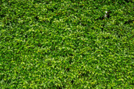 Green leaf wall of Ficus shrub plant, closeup image for greenery  background