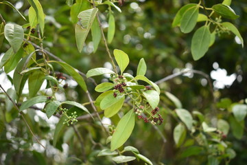 Santalum Album Sandalwood Plant Leaves Flower Winter Selectively focused