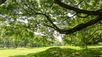 The greenery leaves branches of big Rain tree sprawling cover on green grass lawn under sunshine morning, plenty trees on background in the publick park