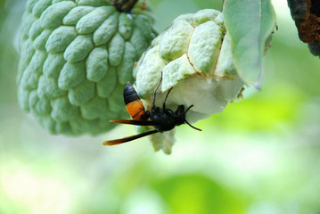 Hornet eat fruit.